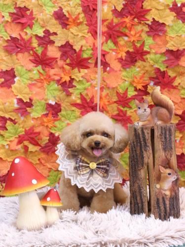 20241128ラブちゃん